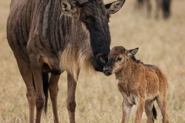 A newborn wildebeest calf standing beside its mother during the synchronized calving season in Ndutu, Ngorongoro Conservation Area.