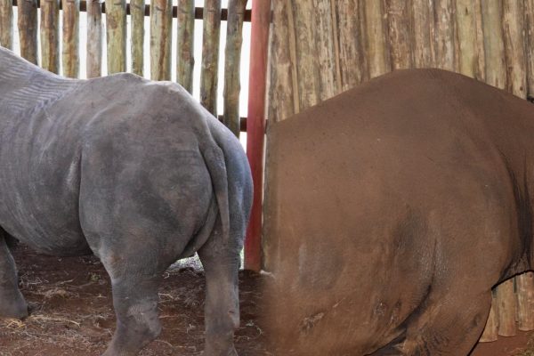 Minister for Natural Resources and Tourism Dr Ashatu Kijaji addressing the Parliamentary Committee on Land, Natural Resources and Tourism as officials present Ngorongoro’s rhino conservation legacy in Dodoma.