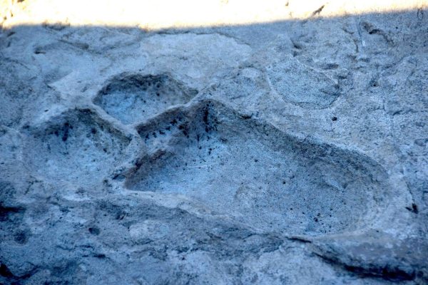 Laetoli archaeological site in the Ngorongoro Conservation Area, Tanzania, known for preserving 3.6-million-year-old early human footprints in volcanic ash. If you want, I can also condense this into a tighter 120–150 word web snippet for a homepage slider.