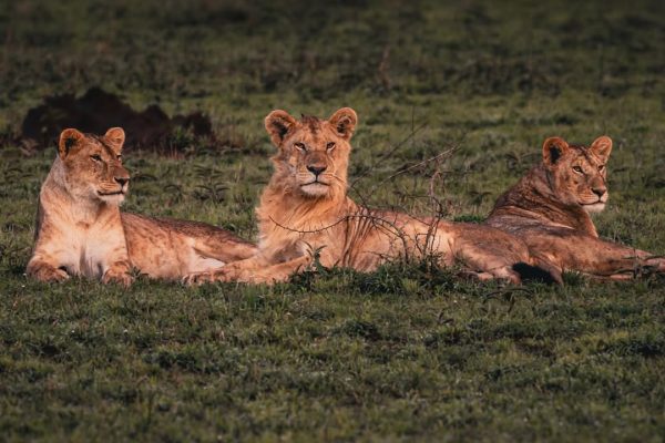A pride of lions resting on the plains of the Ngorongoro Crater, Tanzania, one of the world’s highest lion density areas.