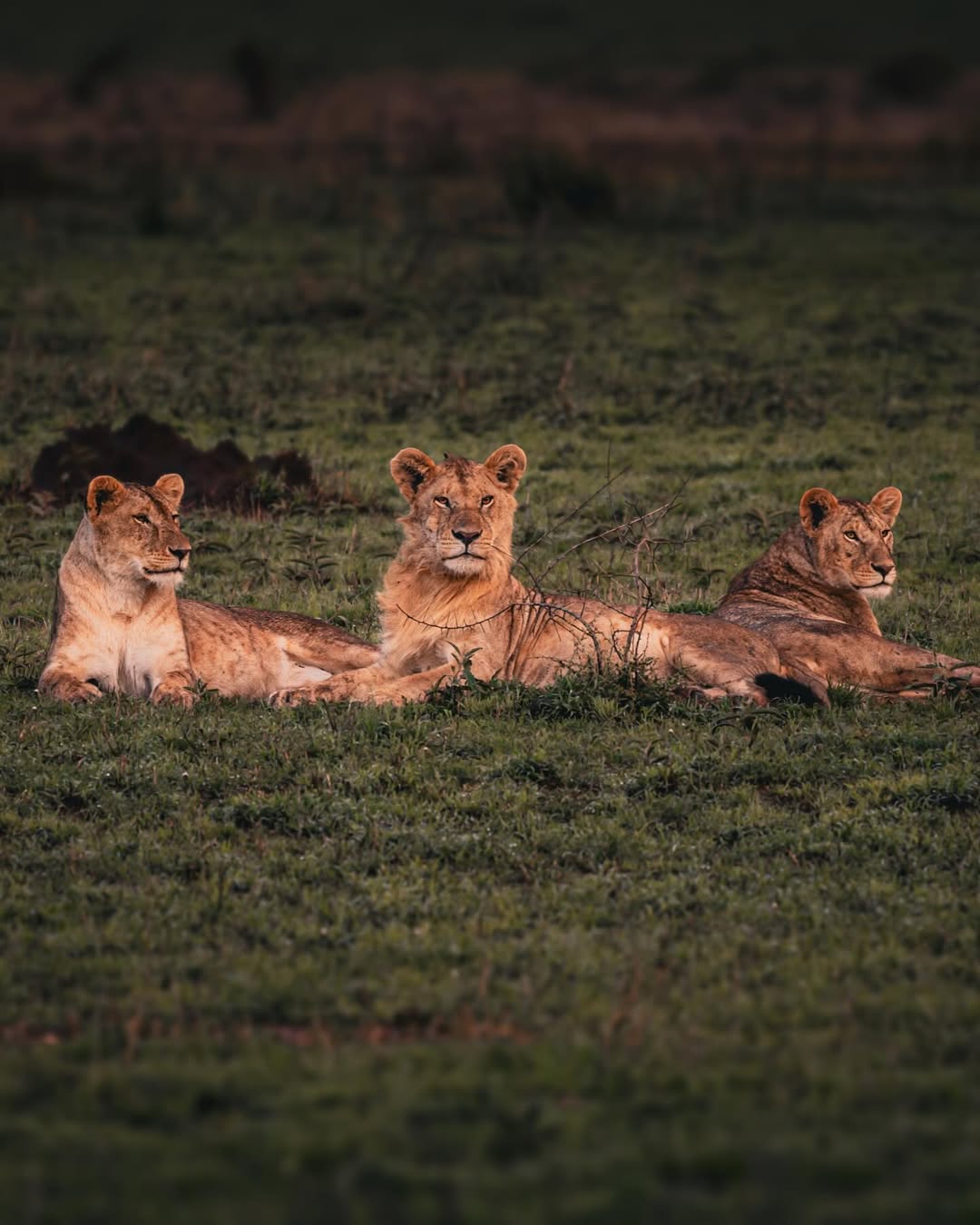 A pride of lions resting on the plains of the Ngorongoro Crater, Tanzania, one of the world’s highest lion density areas.