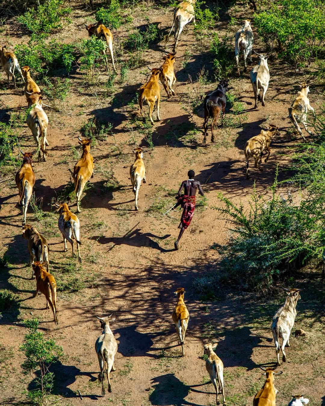 Rangers patrolling the boundary of Mwiba Wildlife Reserve in northern Tanzania, monitoring cattle movement and protecting a critical wildlife migration corridor between Ngorongoro and Serengeti.