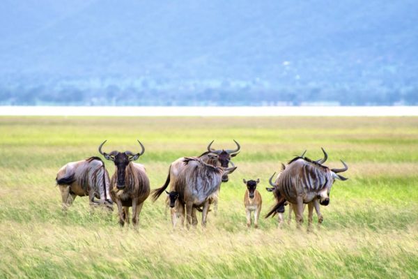 Wide view of Ngorongoro plains during the Great Migration with wildlife under a golden sunset sky