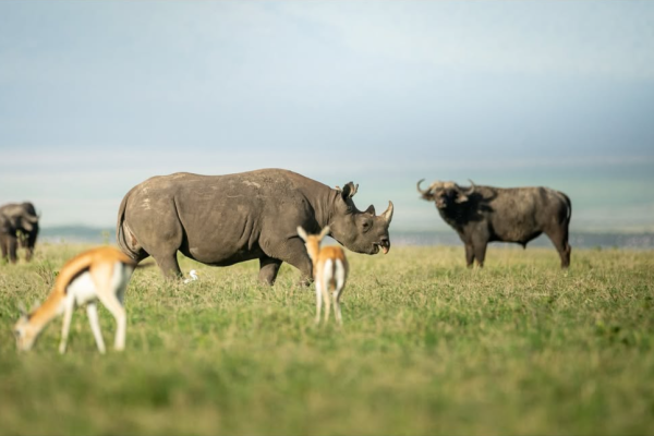 A panoramic view of Ngorongoro Crater showcasing wildlife on the crater floor surrounded by dramatic highland escarpments in Tanzania.