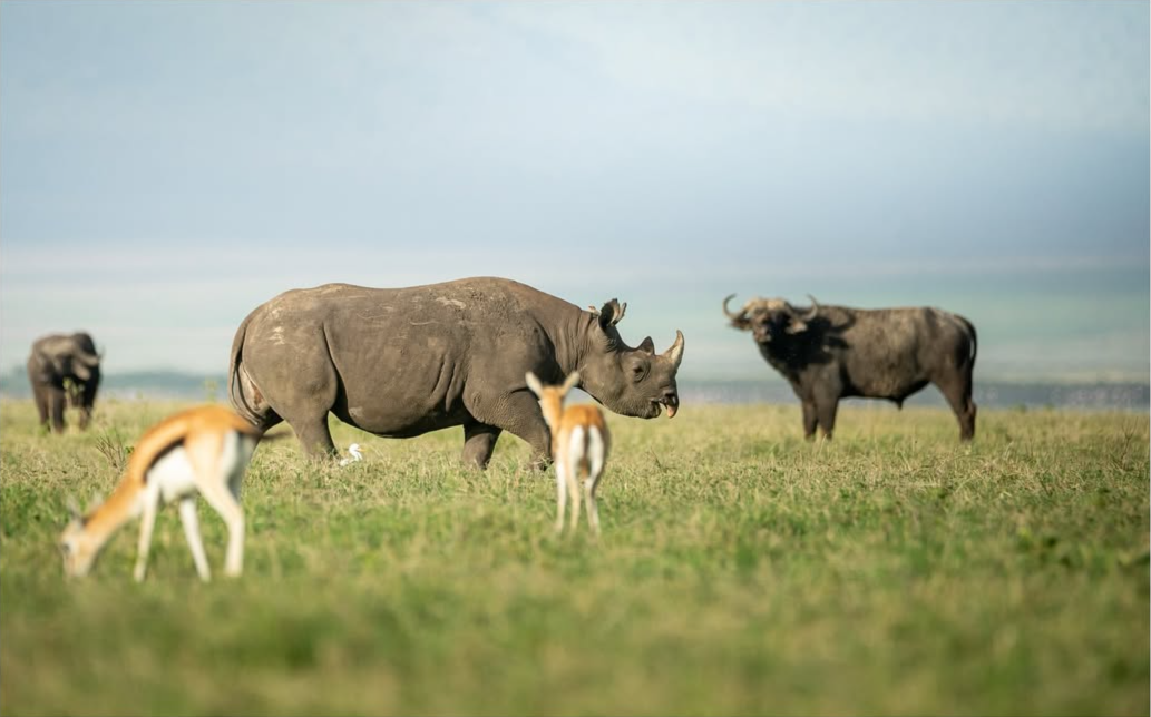 A panoramic view of Ngorongoro Crater showcasing wildlife on the crater floor surrounded by dramatic highland escarpments in Tanzania.