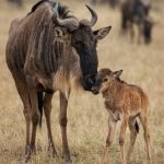 A newborn wildebeest calf standing beside its mother during the synchronized calving season in Ndutu, Ngorongoro Conservation Area.