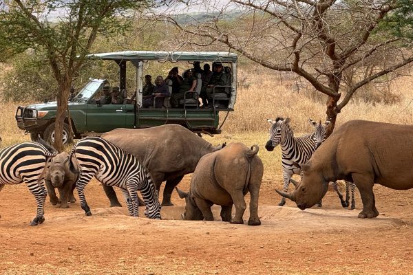 Wildlife vehicle on a game drive in Mkomazi National Park with open savannah landscape and distant mountains under a clear African sky.