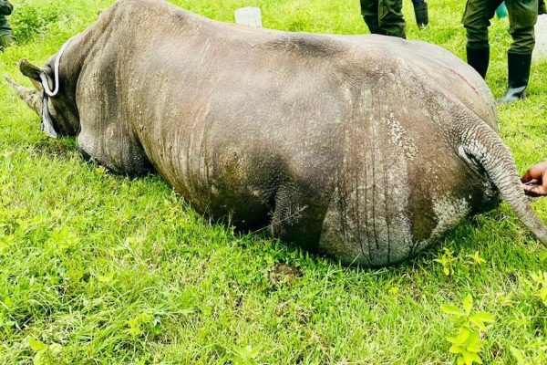 A rhinoceros resting calmly in Ngorongoro Crater, symbolizing Rhino Vicky’s quiet strength and conservation legacy.