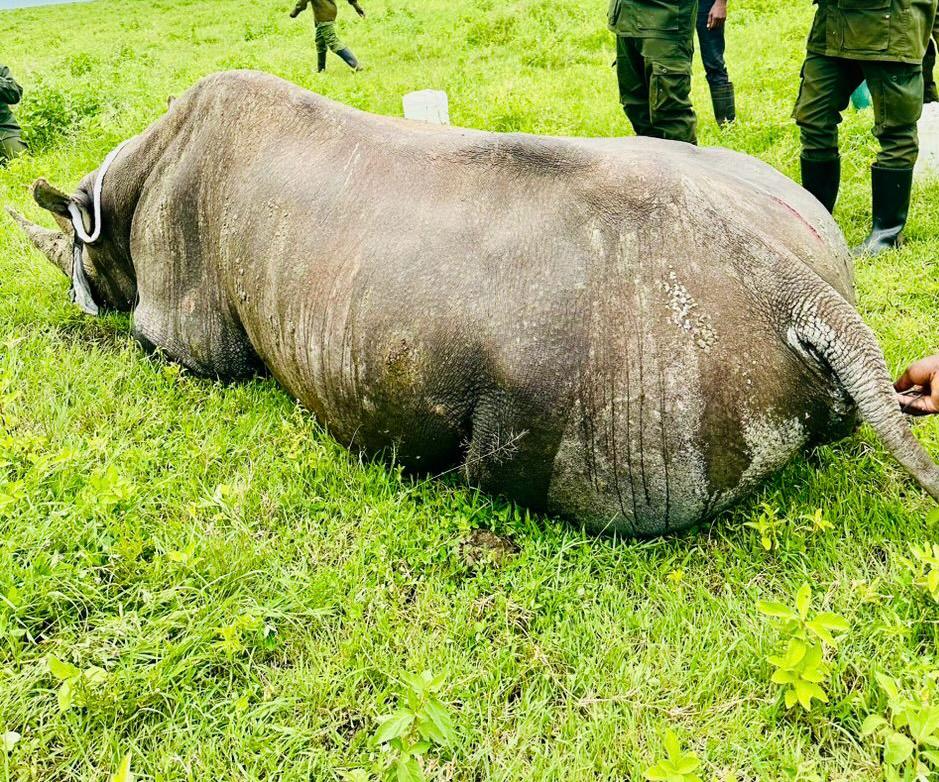 A rhinoceros resting calmly in Ngorongoro Crater, symbolizing Rhino Vicky’s quiet strength and conservation legacy.