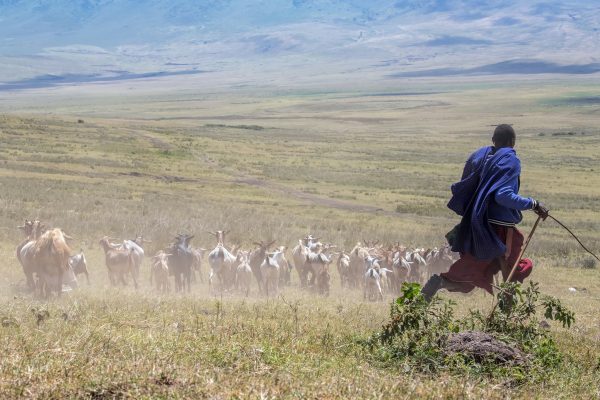 Ngorongoro landscape showing conservation area and pastoral communities highlighting relocation and environmental management efforts