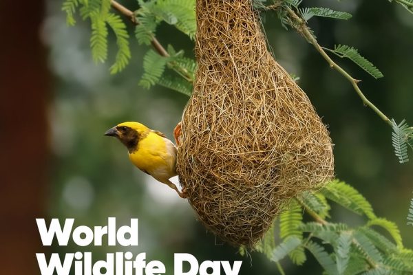 Medicinal and aromatic plants growing in Ngorongoro Conservation Area highlighted during World Wildlife Day conservation efforts.