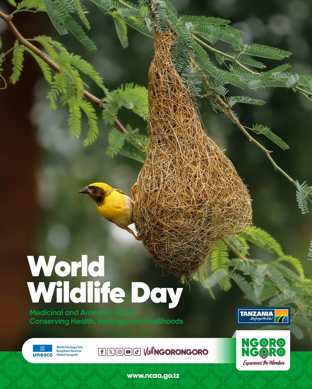 Medicinal and aromatic plants growing in Ngorongoro Conservation Area highlighted during World Wildlife Day conservation efforts.