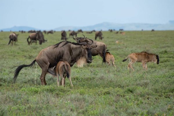 Newborn wildebeest calves standing on the Ndutu plains in Ngorongoro Conservation Area during the annual calving season surrounded by grazing herds and predators nearby.
