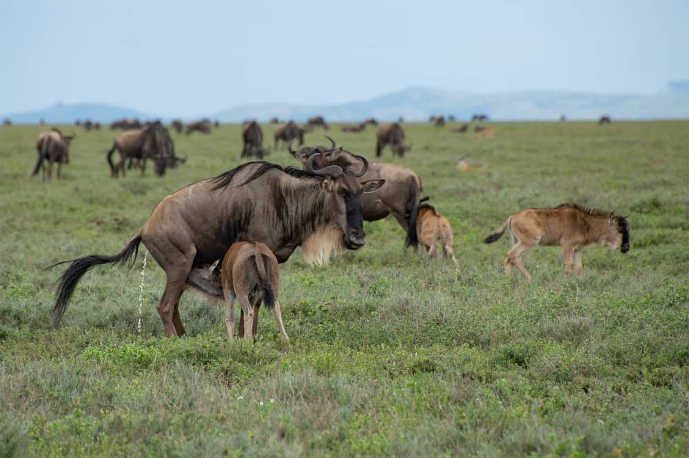 Newborn wildebeest calves standing on the Ndutu plains in Ngorongoro Conservation Area during the annual calving season surrounded by grazing herds and predators nearby.