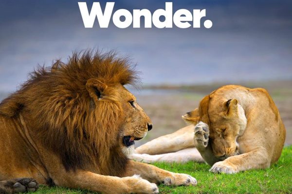 Luxury safari lodge overlooking the Ngorongoro Crater at sunrise with wildlife roaming across the vast plains below.