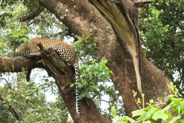 A panoramic view of the Ngorongoro Crater with wildlife including elephants, lions, zebras, and flamingos roaming across the crater floor.