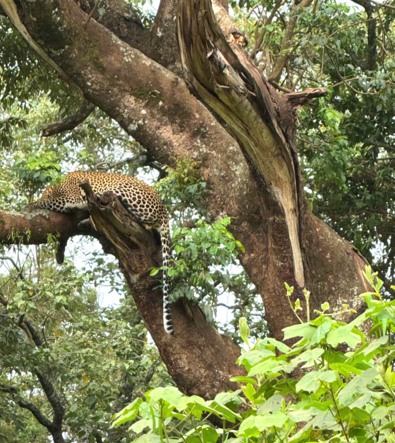 A panoramic view of the Ngorongoro Crater with wildlife including elephants, lions, zebras, and flamingos roaming across the crater floor.