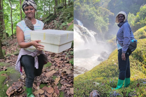 Dr. Devolent Mtui examining butterfly specimens during field research in Kihansi Gorge where the new species Charaxes mtuiae was discovered.