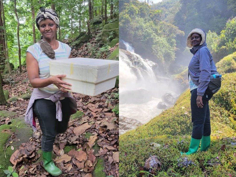 Dr. Devolent Mtui examining butterfly specimens during field research in Kihansi Gorge where the new species Charaxes mtuiae was discovered.