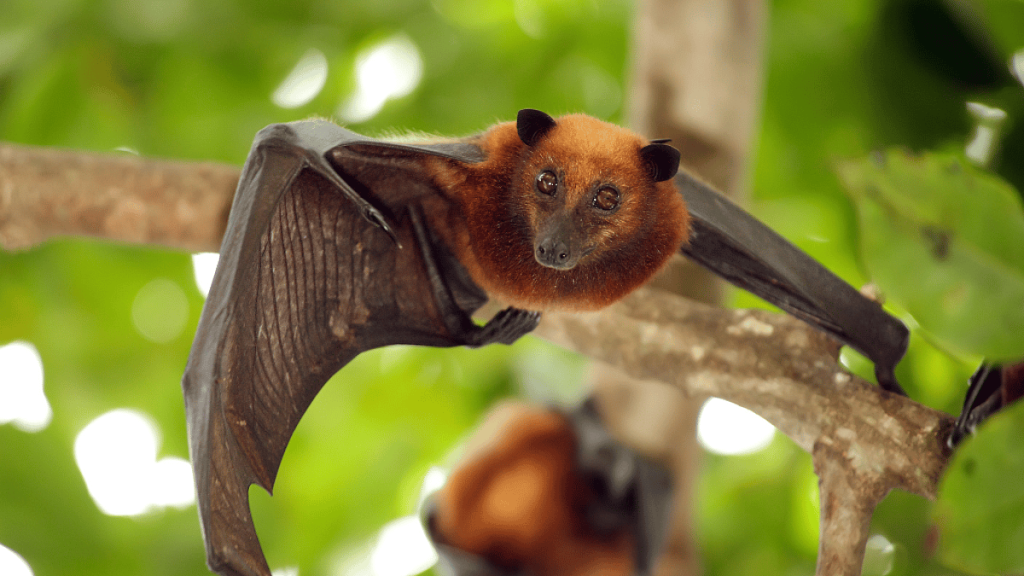 Fruit bat hanging from a tree in Tanzania, highlighting the ecological importance of bats in pollination, pest control, and biodiversity conservation.