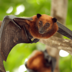 Fruit bat hanging from a tree in Tanzania, highlighting the ecological importance of bats in pollination, pest control, and biodiversity conservation.